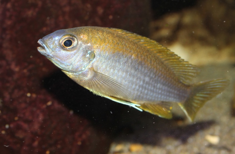Gephyrochromis lawsi 'Londo'